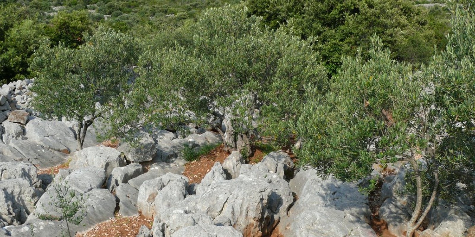A görög teknősök természetes élőhelye